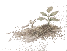 土の中へ根を伸ばす植物
