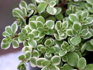 斑入り丸葉万年草