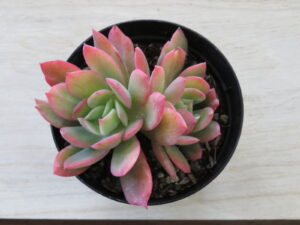 ルエラ