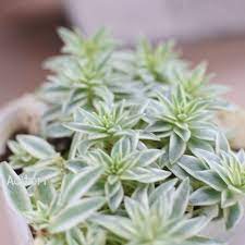 斑入りオノ万年草