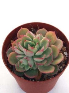 紅化粧