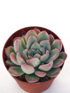 花うらら