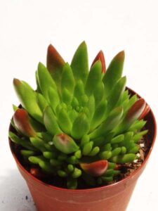 爪蓮華