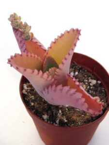 子宝草