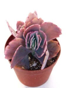 胡蝶の舞