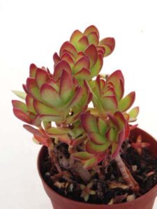 天狗の舞