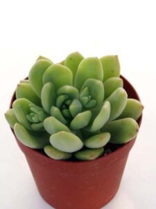 春萌