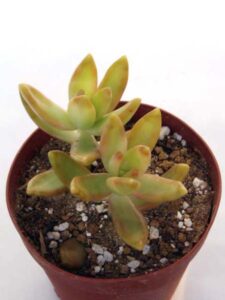 銘月