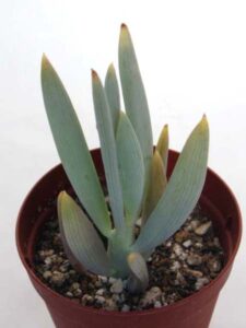 青涼刀
