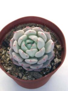 野バラの精