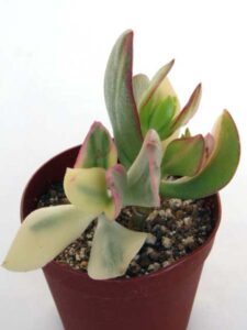 花月錦