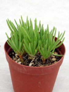 草花火