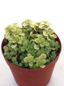 丸葉万年草