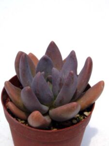 紫麗殿