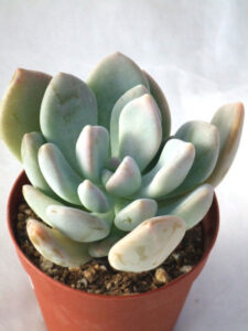 月花美人