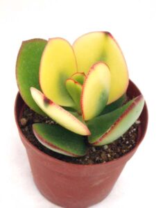 丸葉花月錦
