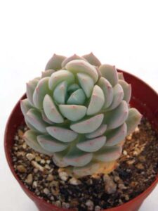 群月花
