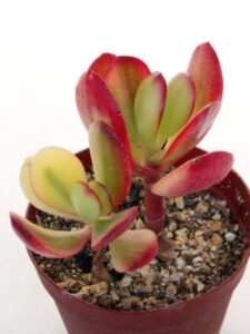 新花月錦