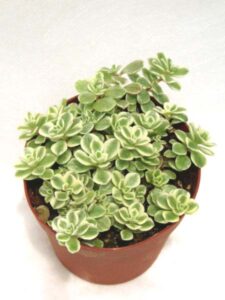 覆輪丸葉万年草