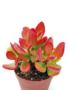 紅花月