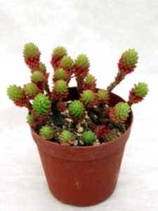 小松緑