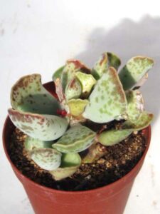 天錦章