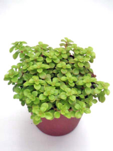 黄金丸葉万年草