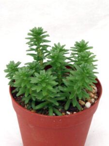 森村万年草
