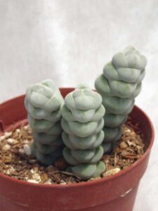 玉稚児