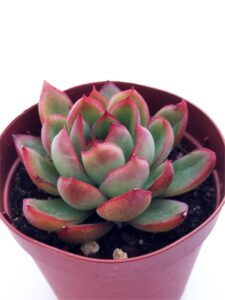 花の相府連