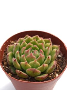 王妃錦司晃