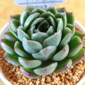 アイスエイジ