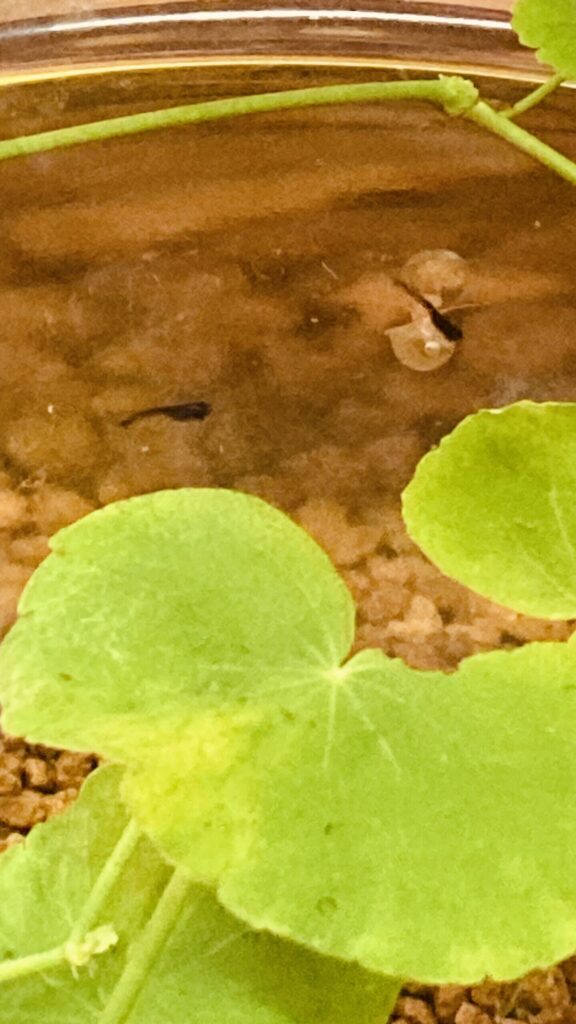 販売表示確認用・オロチメダカの稚魚